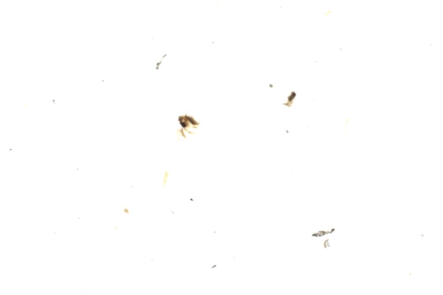 Image 69